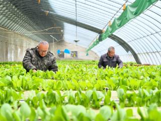 做强“菜园子” 保障“菜篮子”