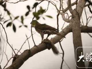 合肥植物园上演“空中猎手”捕食瞬间：凤头鹰擒获赤腹松鼠