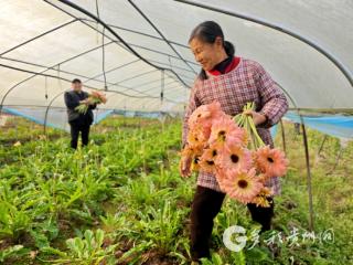 赤水宝源乡：非洲菊开出乡村振兴“温暖底色”