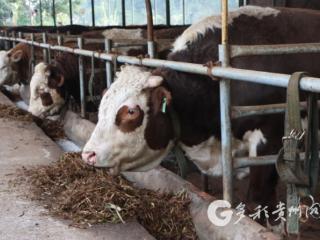 赤水市旺隆镇：肉牛养殖铺就乡村振兴 “牛” 路子