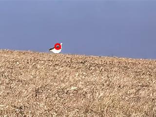 两年守望，终见归途！佩戴卫星追踪器的“图鸨”平安回家