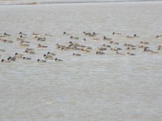 这项调查结束，越来越多候鸟来河南“过冬”