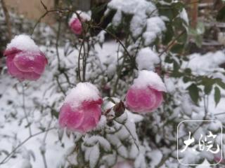 大寒遇雪至 芜湖保畅忙