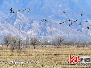 张家口怀来：大寒时节鹤飞舞