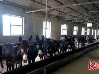 降温降雪天气驴场应对措施