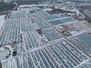 雪中护“菜篮”：记者实地探访合肥蔬菜大棚里的温暖守护