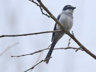 合肥鸟类“家底”更新至415种 《合肥鸟类名录2.0（2025）》正式发布