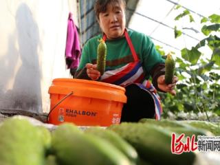 河北省迁安市：有机果蔬管护忙 科技赋能稳供应