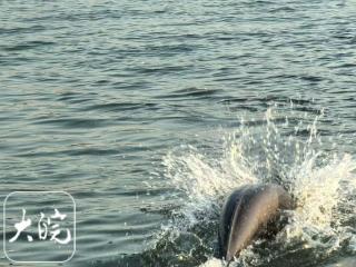 安庆西江已迈入“智能护豚”时代