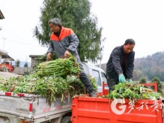 凤冈双山村：贡菜采收忙 产销协同助增收