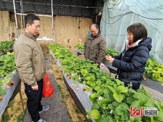 实用技术丨应对降温天气，加强棚室蔬菜管理