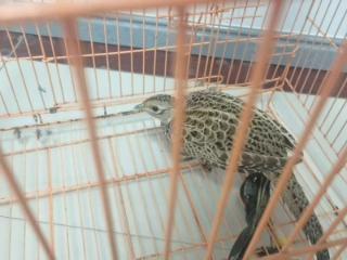 【社会主义核心价值观“五个融入”】济南市莱芜区方下街道方下中心小学：少年善举奏响野生动物保护乐章