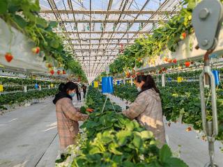 聚焦雄安新区｜在雄安，看见农业的未来