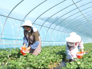 冬闲不闲，产业生“金”——西秀区冬季经济激活家门口就业