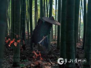 赤水“黄金笋”的成渝之旅：从竹林到餐桌的鲜味速递