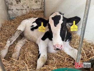 新闻纵深｜世界首批胚胎干细胞基因编辑克隆牛诞生记