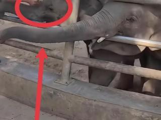 云南西双版纳野生动物园工作人员殴打小象？负责人回应：并非故意，已批评教育