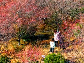 “这几天营业额翻了好几倍！” 庐江百亩梅花绽放带火农家乐