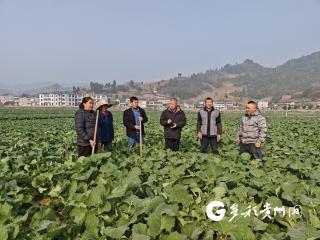 科技赋能 技术护航 仁怀13万亩油菜安全越冬