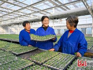 代表委员履职记｜省人大代表张莎莎：科技赋能提升“河北净菜”竞争力