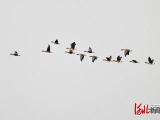 湿地雁影舞翩跹