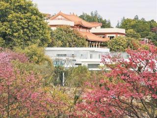 翔安区妙高山三千株樱花已陆续绽放 花期持续至春节