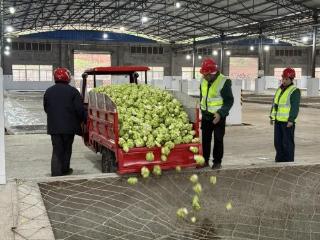 涪陵榨菜集团启动2026年度青菜头收购，全区设立38个暖心服务站全程保障