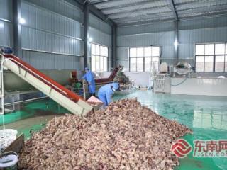 三明泰宁：洋芋加工“智”变 串起乡村振兴“黄金链”