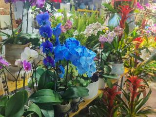 “拥抱消费新场景”系列报道｜花漾年味 市列珠玑