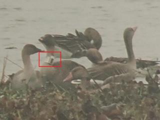 “阿芷”来到了南漪湖