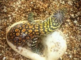 不靠雄性也能诞生后代！亚洲首例科莫多巨蜥孤雌生殖繁育成功