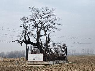 “火烧博望坡”的活见证，这棵古树1800年前见过刘关张三兄弟丨绿美河南有古树⑨