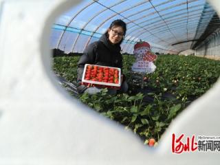 河北省迁安市：小草莓绘就乡村振兴新画卷