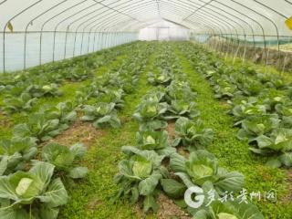 习水：惠农政策精准滴灌 农业产业茁壮成长