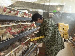 普定县猴场乡煤冲村：蛋鸡养殖破局 激活乡村振兴新动能