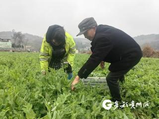 播州区石坂镇：冬闲田里掐出千万产值