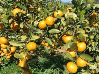 80万“及时雨”润泽黔果飘香——工行贵阳乌当支行“经营快贷”解果企燃眉之急