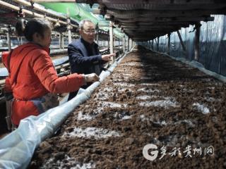 赤水创新“候鸟式”栽培，红托竹荪冬日破土新生