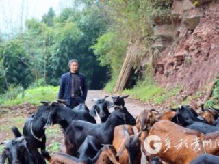 赤水金坪山村：生态养殖“牛”起来，乡村振兴“畜”势待发