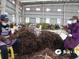 务川：中药材产业“链”上升级