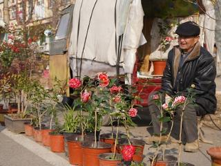 临沭县大兴镇：花卉俏销迎立春