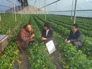 邮储银行临沂市河东区支行：金融“暖流”融冰雪 “贷”动莓农迎春来