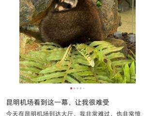 昆明长水国际机场航站楼野生动物展引质疑 机场回应：多举措保障动物生活环境