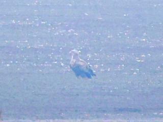 白尾海雕现身安徽升金湖