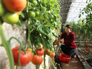 设施农业促农增收