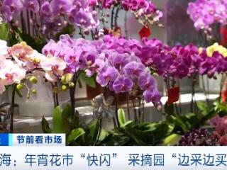 “边采边买”！马年春节仪式感从逛花市开始