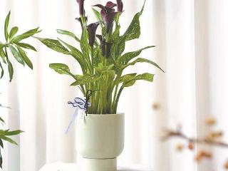 马年近花市渐热 马蹄莲意外成黑马