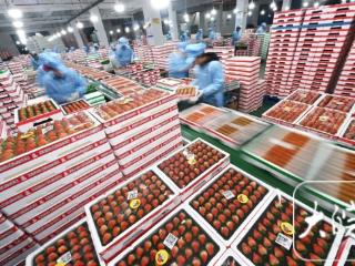 新春走基层|连夜分拣，让临泉草莓次日“甜”到天津、南京