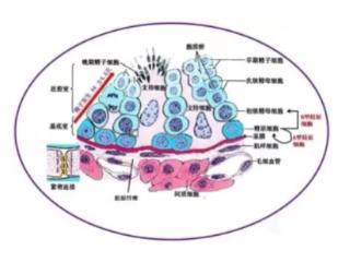郑州长江中医院李翠英博士解析：无精症不用慌，一管精液即可解锁生育潜能
