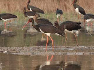 “地球之肾”更健康，河南湿地成了野生动物的“安乐窝”